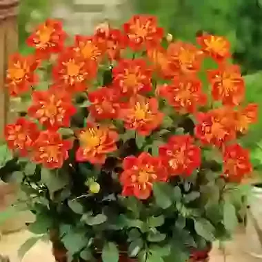 Collarette Alstergrusse